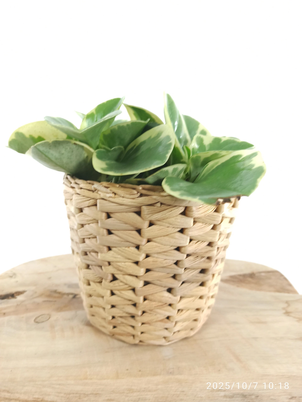 Peperomia obtusifolia variegata C1,2