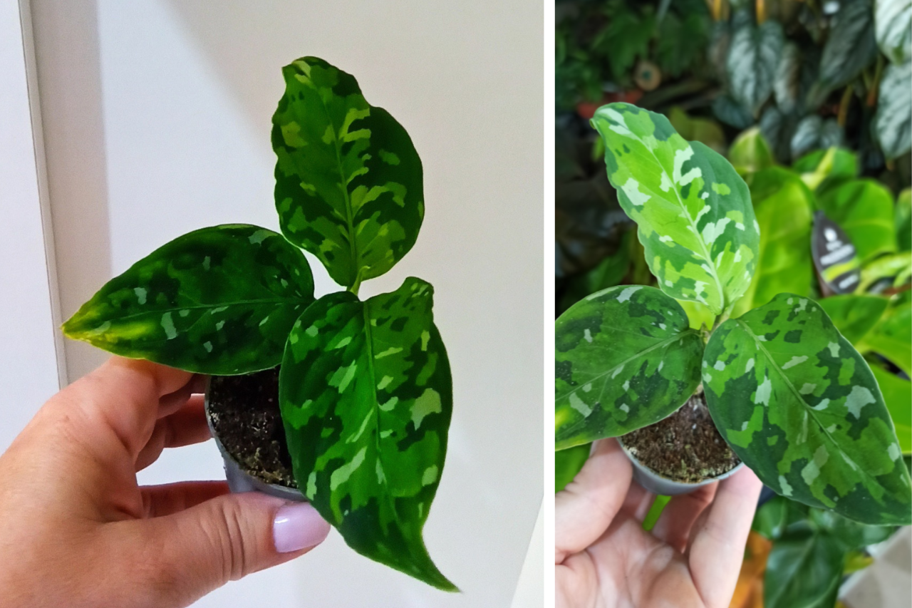 Aglaonema Pictum Tricolor C0,6