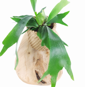 Aglaonema Peach Pearl C1,2