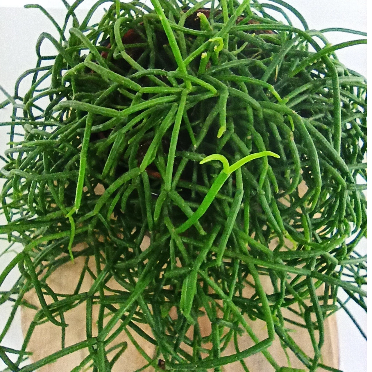 Rhipsalis cereuscula C1,2
