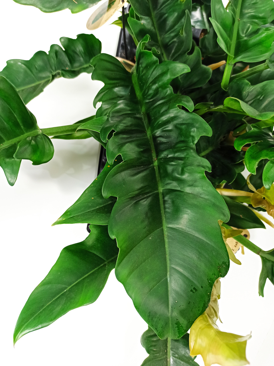 Filodendron Narrow Philodendron C1,2