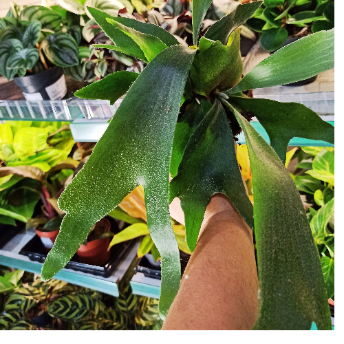 Aglaonema Peach Pearl C1,2