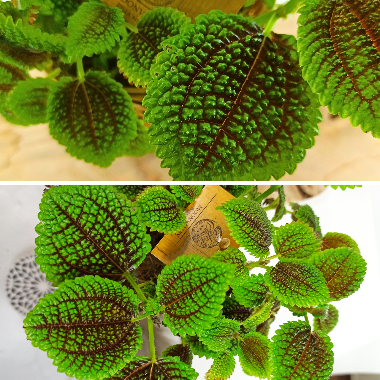 Pilea mollis Moon Valley C1,2