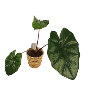 Alokazja ucho słonia Alocasia Wentii C1,2