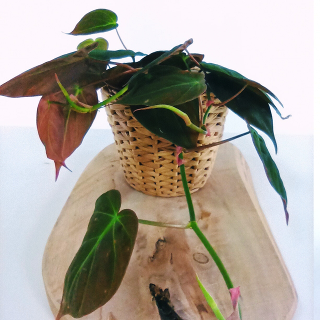 Philodendron Scandens Micans C1,2