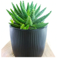 Short-leaved Aloe (Aloe brevifolia) C1,2