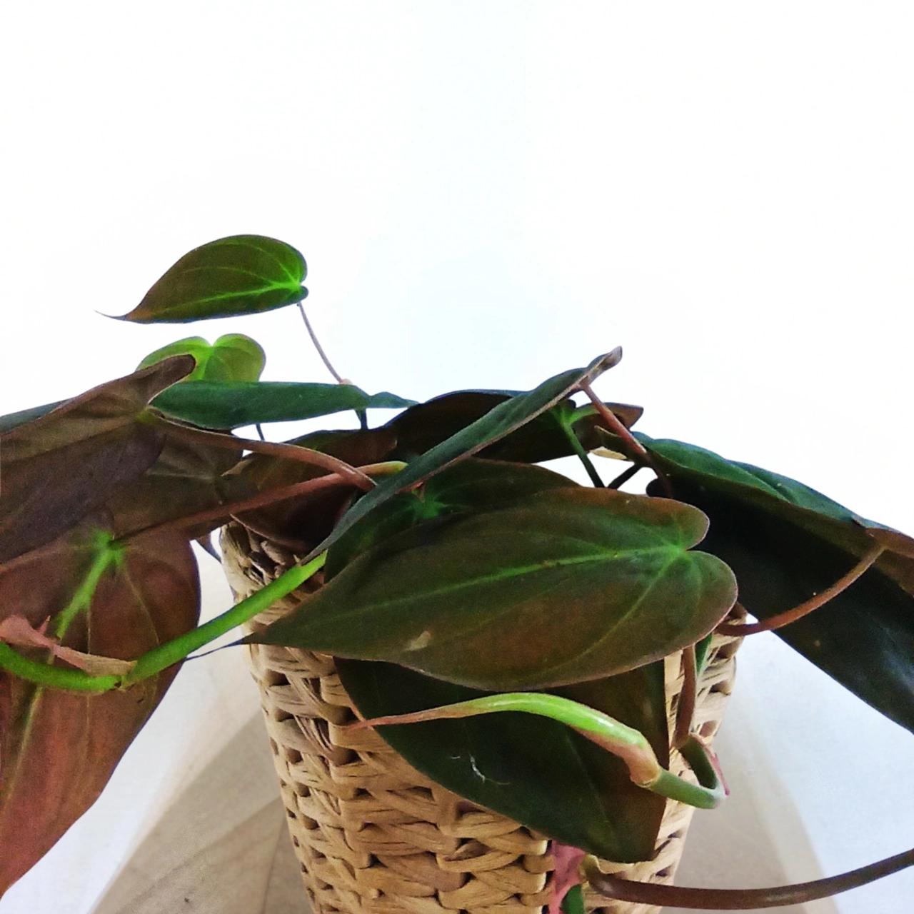 Philodendron Scandens Micans C1,2