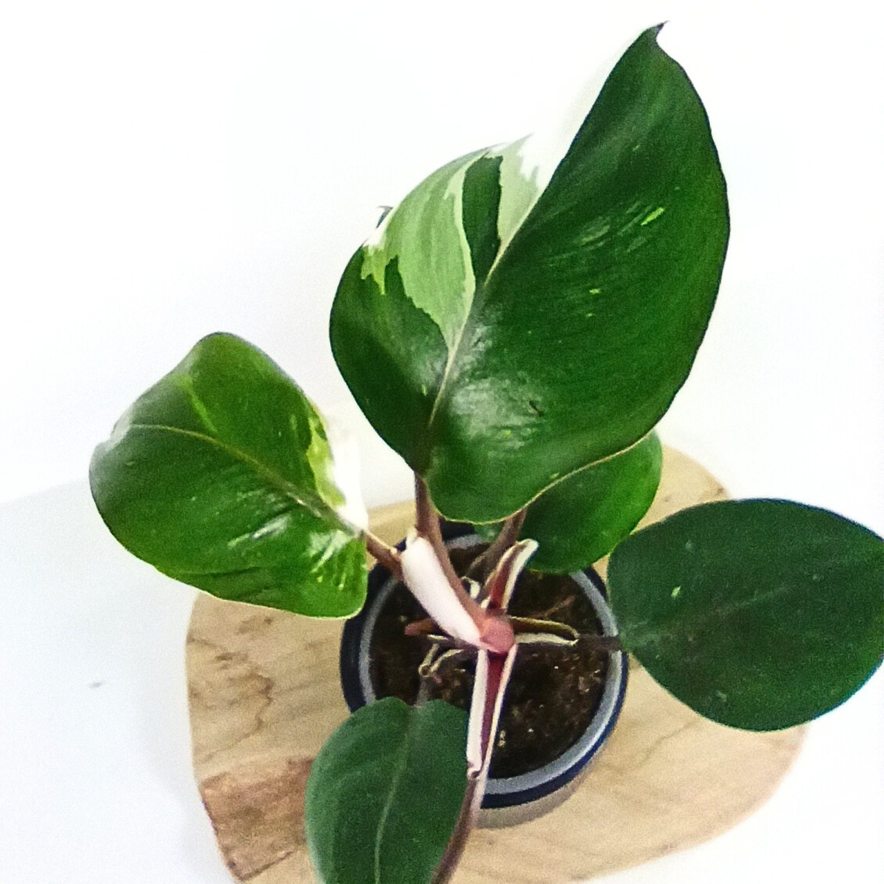 Filodendron White Knight Philodendron C1,2
