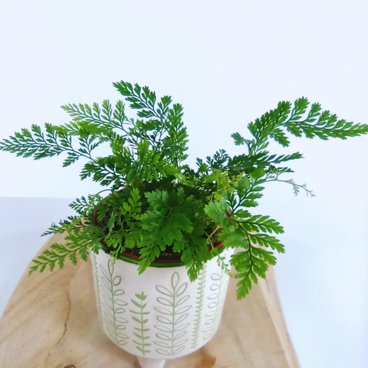 Aglaonema Peach Pearl C1,2