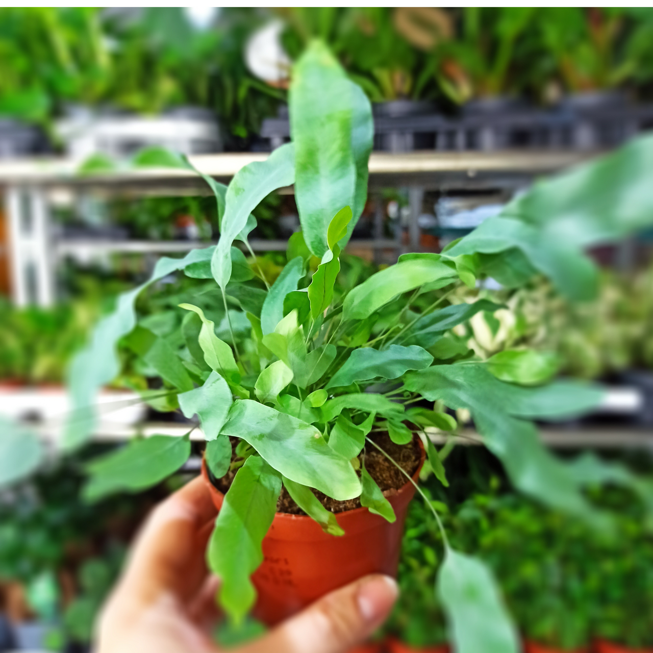 Paproć Phlebodium aureum Blue Star C0,9