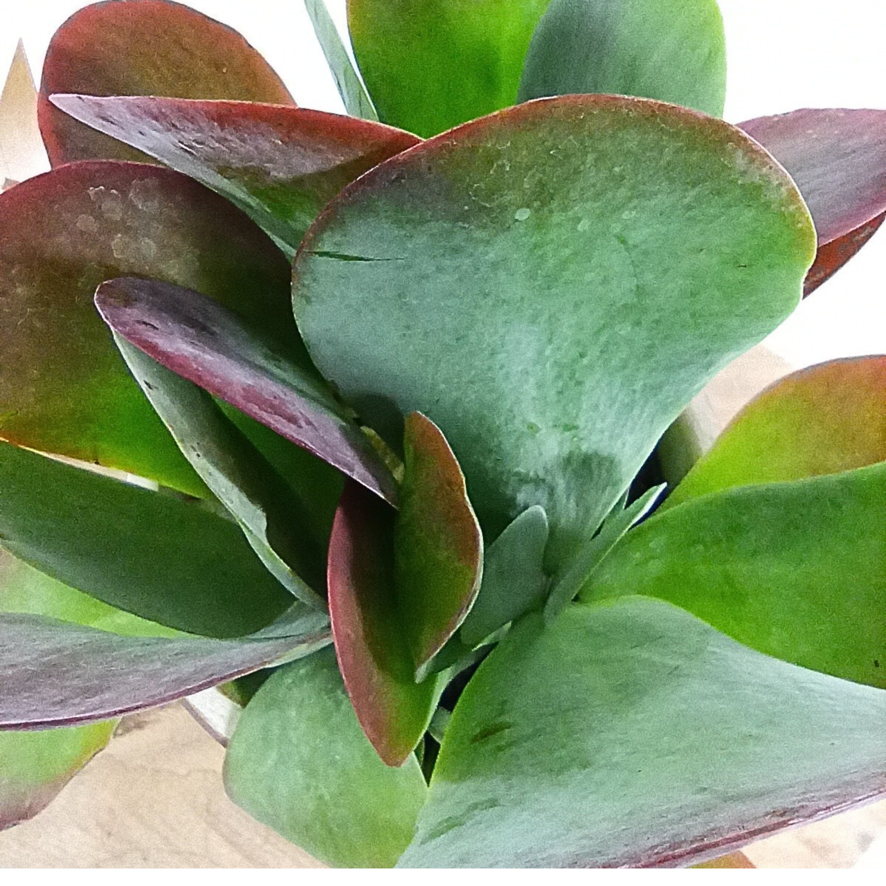 Kalanchoe thyrsiflora C1,2