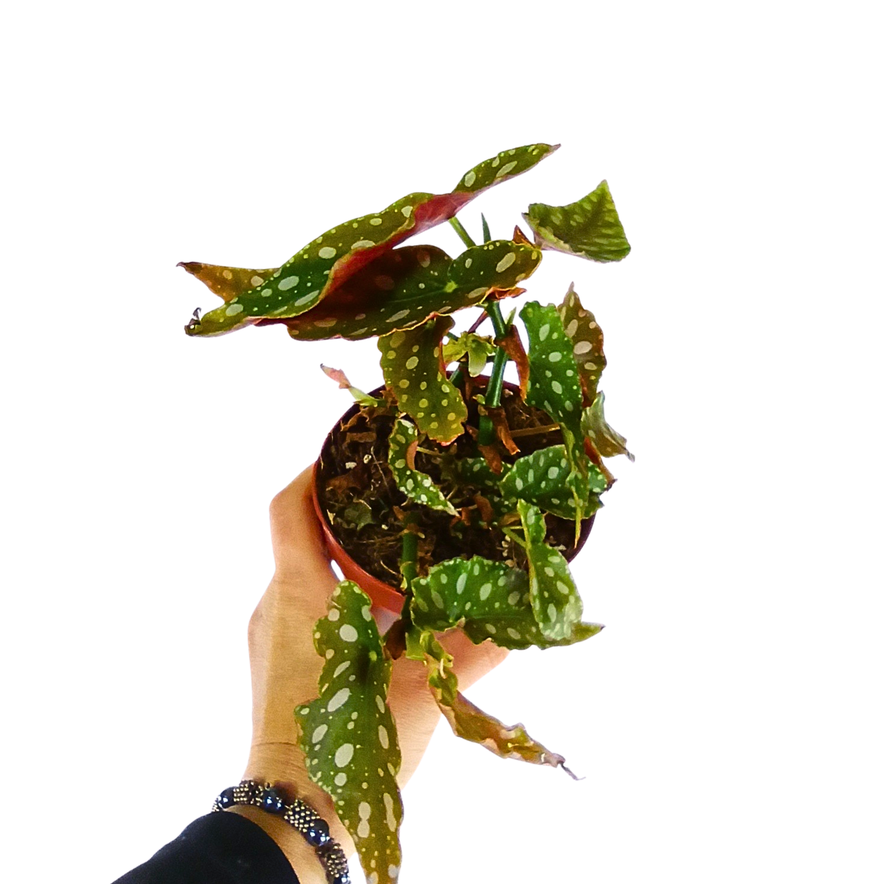 Aglaonema Peach Pearl C1,2