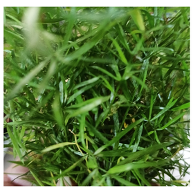 Asparagus Sprengeri C1,2