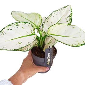 Aglaonema White Joy C1,2