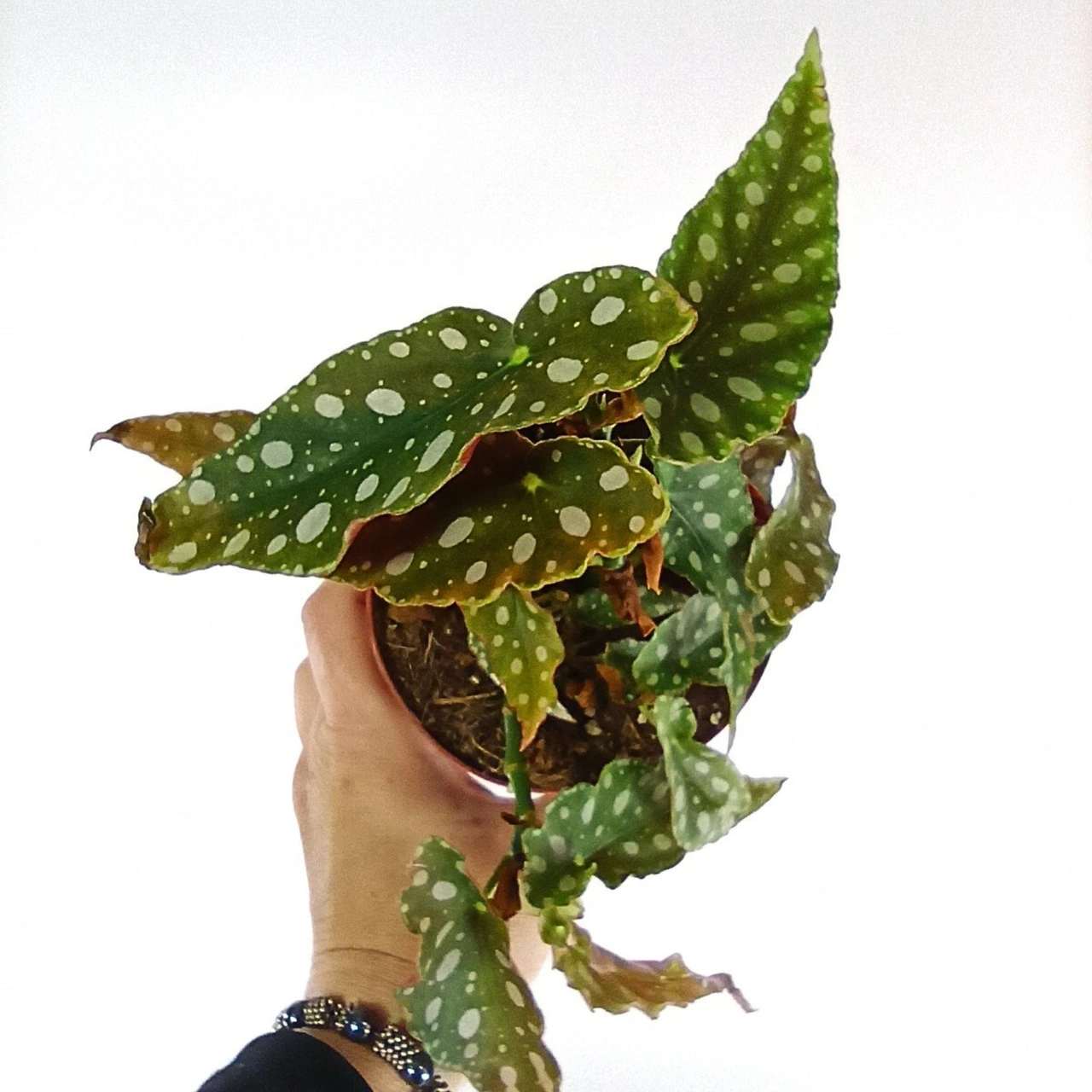 Aglaonema Peach Pearl C1,2