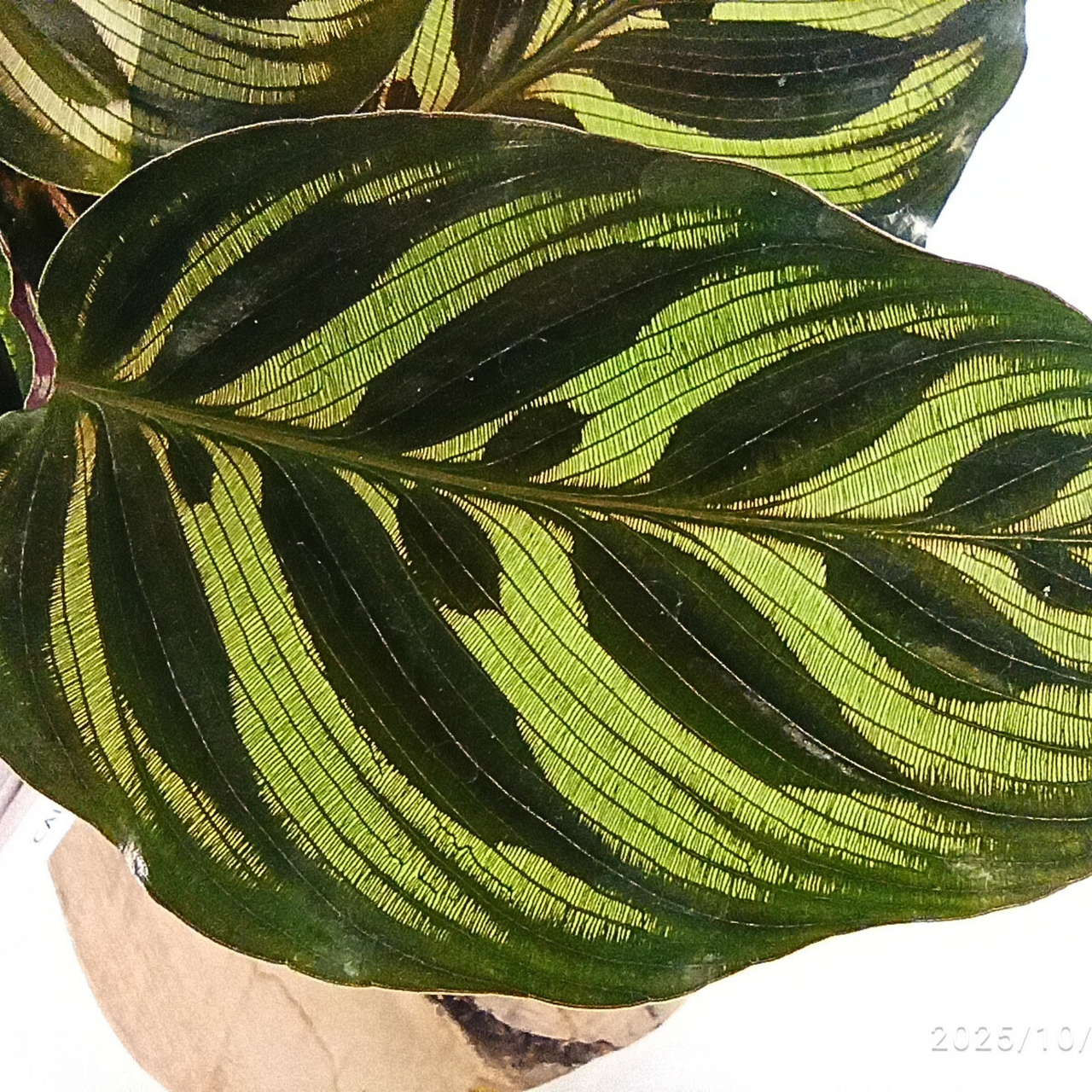 Calathea Makoyana C1,2
