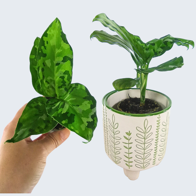 Aglaonema Pictum Tricolor C0,6