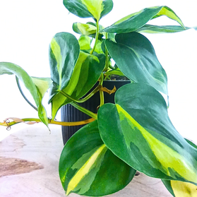 Aglaonema Peach Pearl C1,2