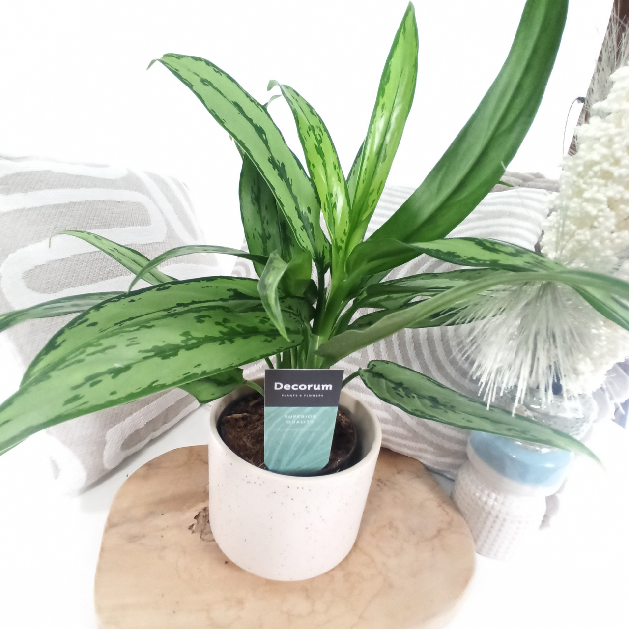 Aglaonema Cutlass C1,2