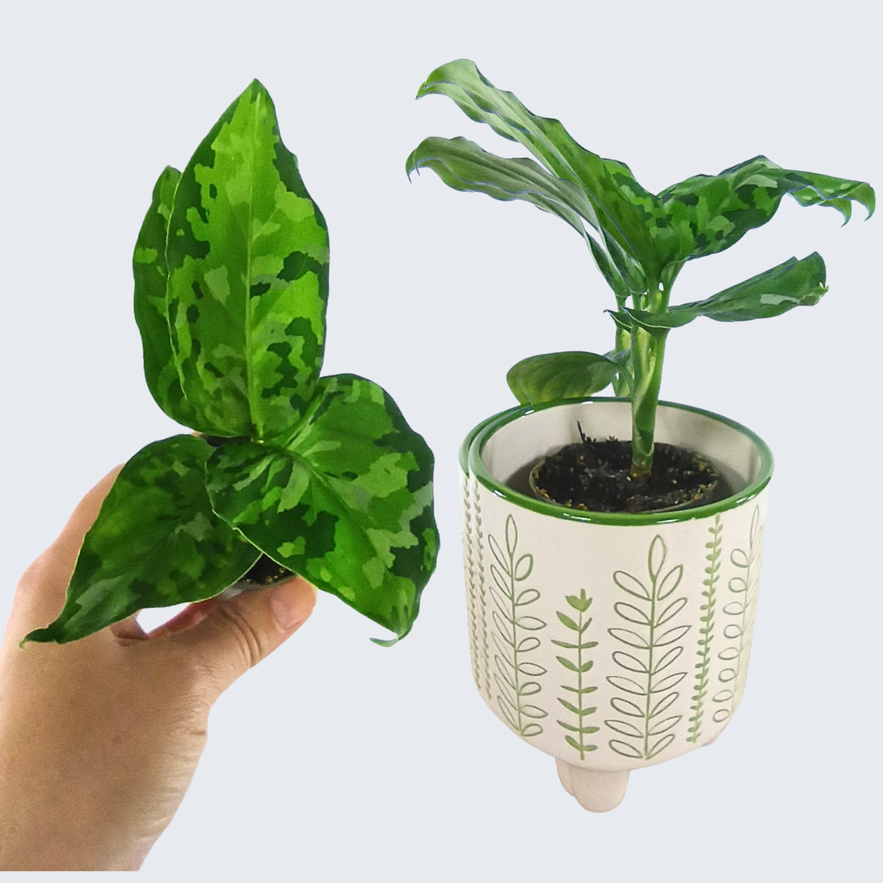 Aglaonema Pictum Tricolor C0,6