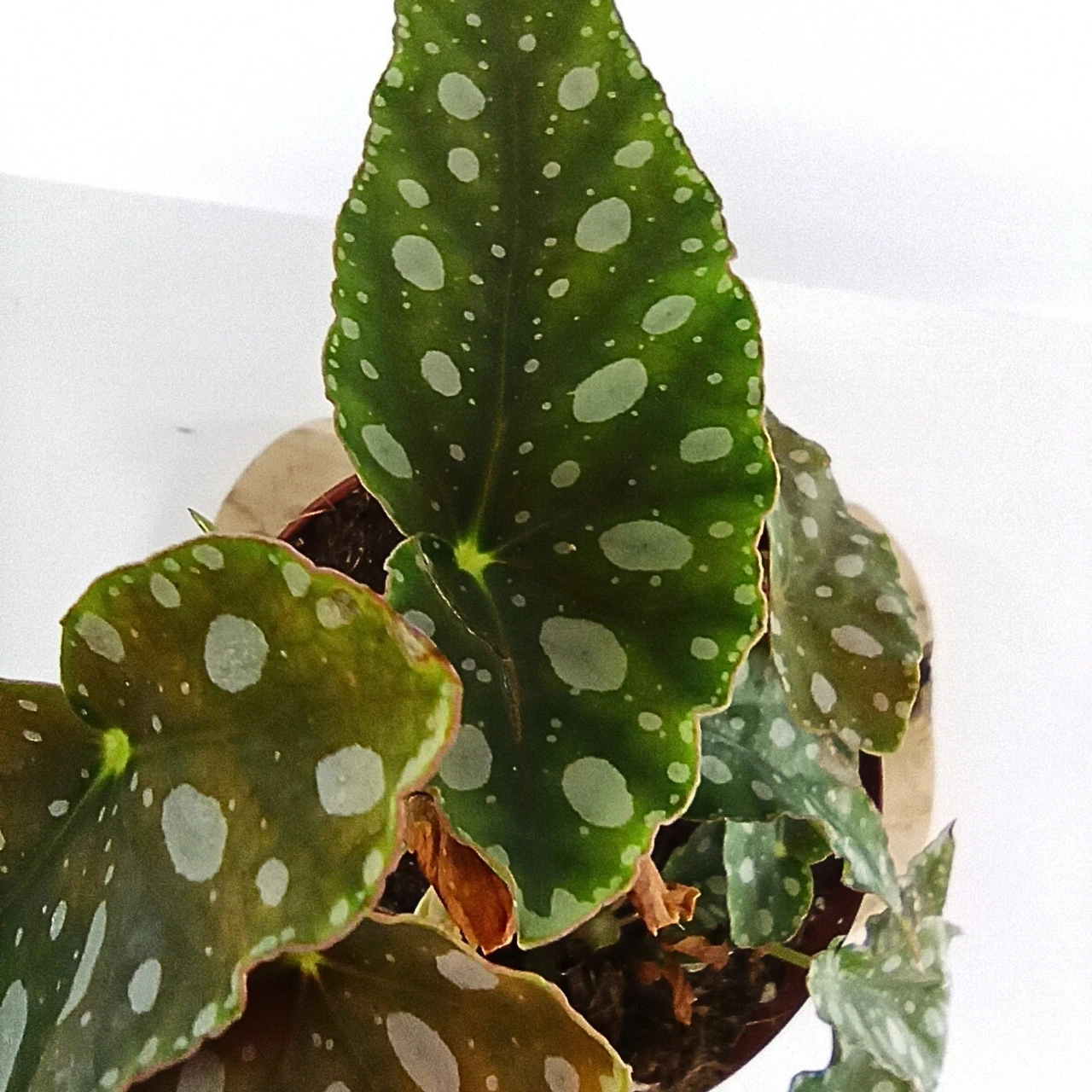Aglaonema Peach Pearl C1,2
