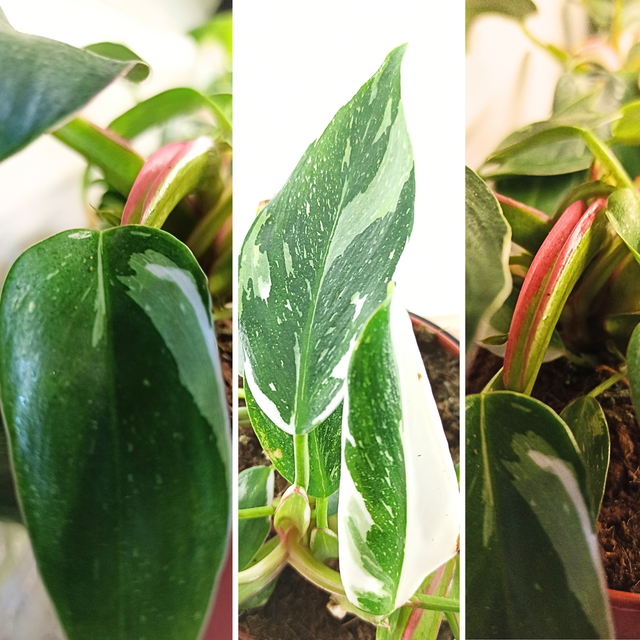 Filodendron White Princess Philodendron C1,2