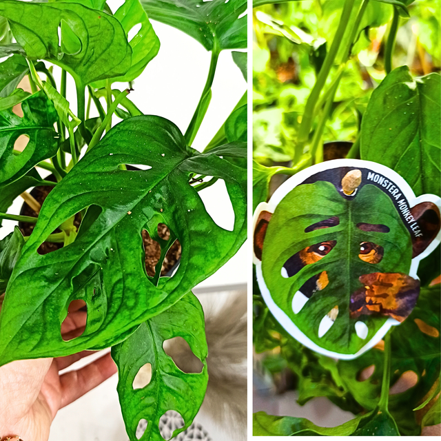 Aglaonema Peach Pearl C1,2