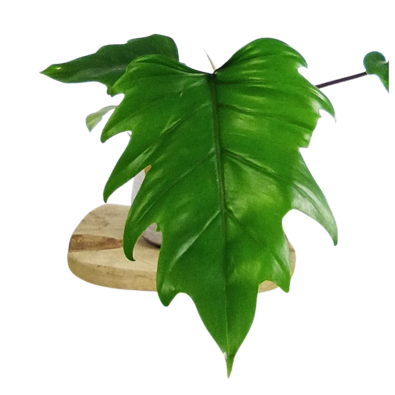 Philodendron Mayoi C1,2