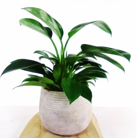 Filodendron Green Princess Philodendron C1,0