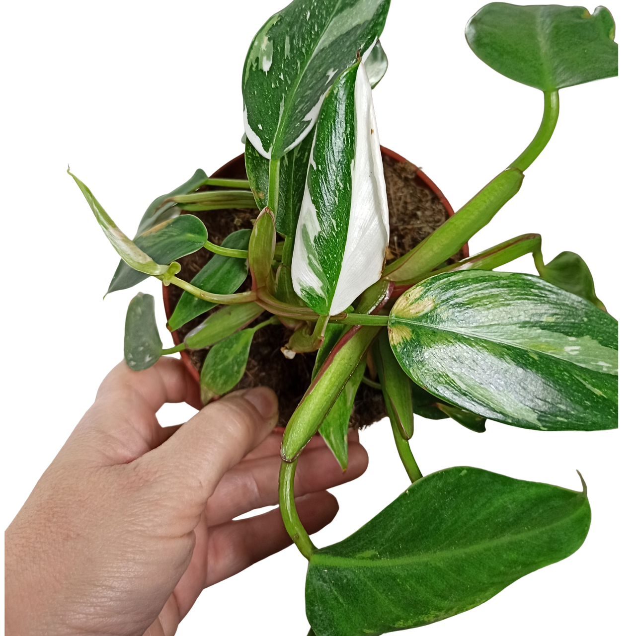 Aglaonema Peach Pearl C1,2