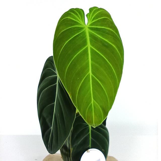 Filodendron Melanochrysum Philodendron C1,2