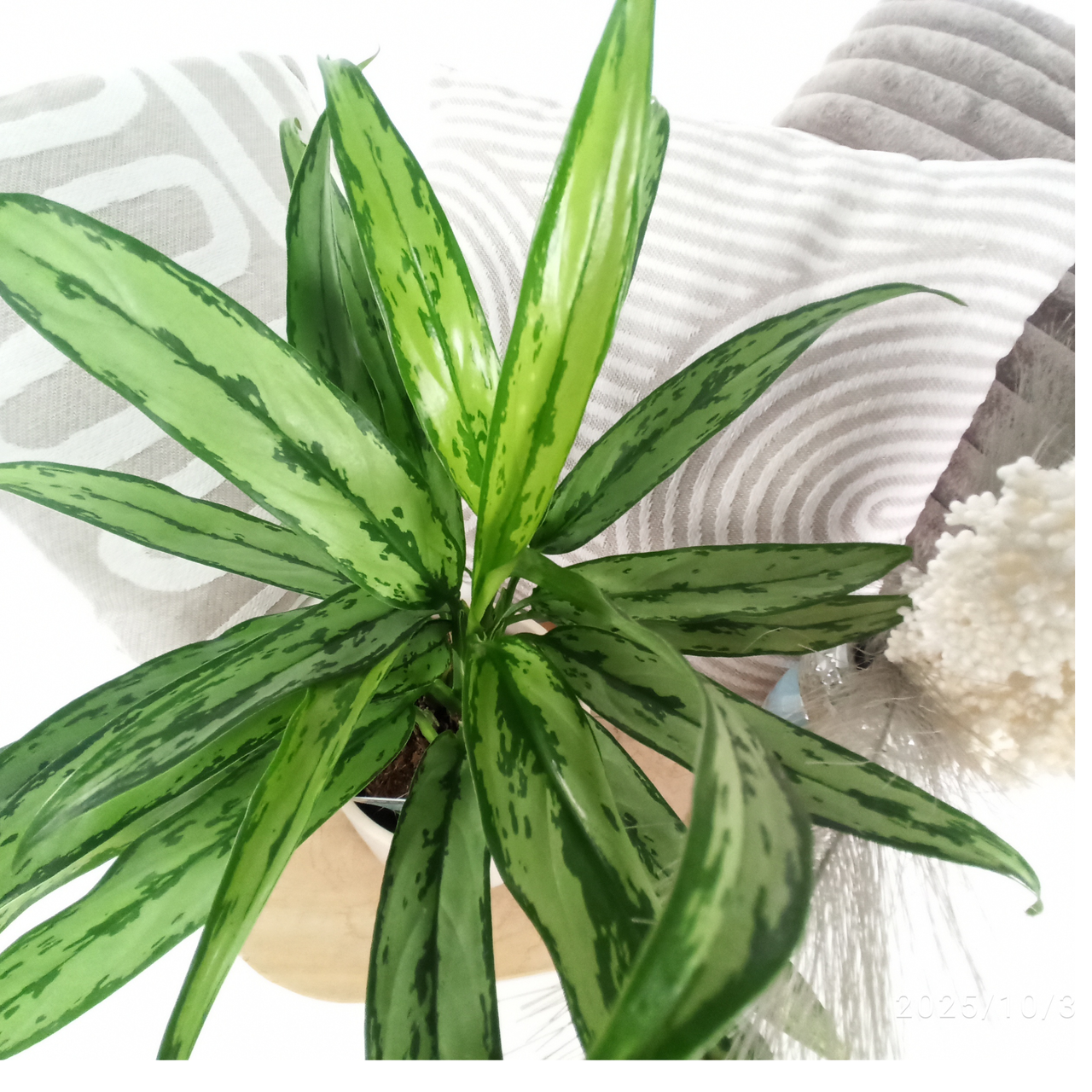 Aglaonema Cutlass C1,2