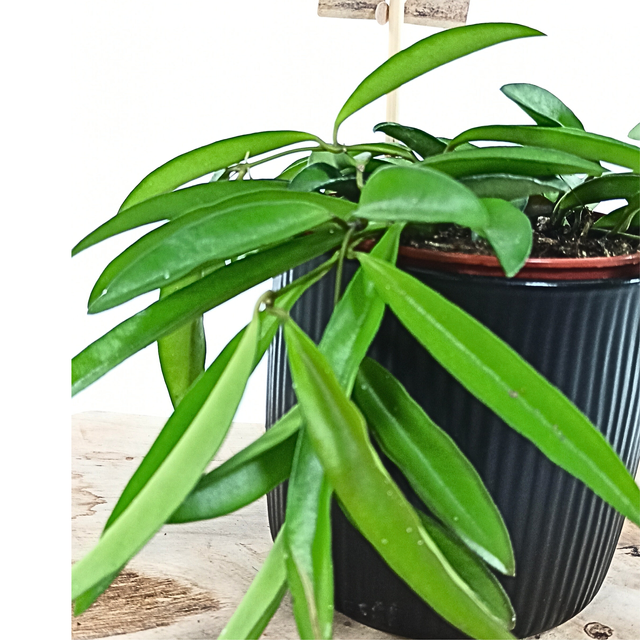 Aglaonema Peach Pearl C1,2