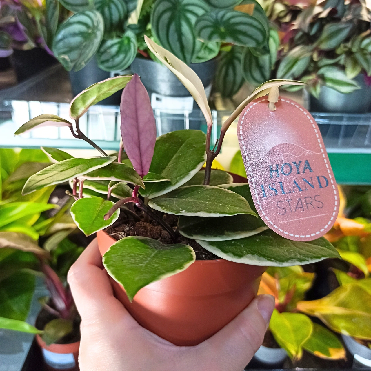 Aglaonema Peach Pearl C1,2