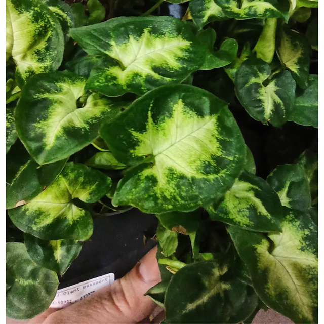 Syngonium Pixie C1,2