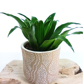 Dracena Compacta Dracaena fragrans C1,2