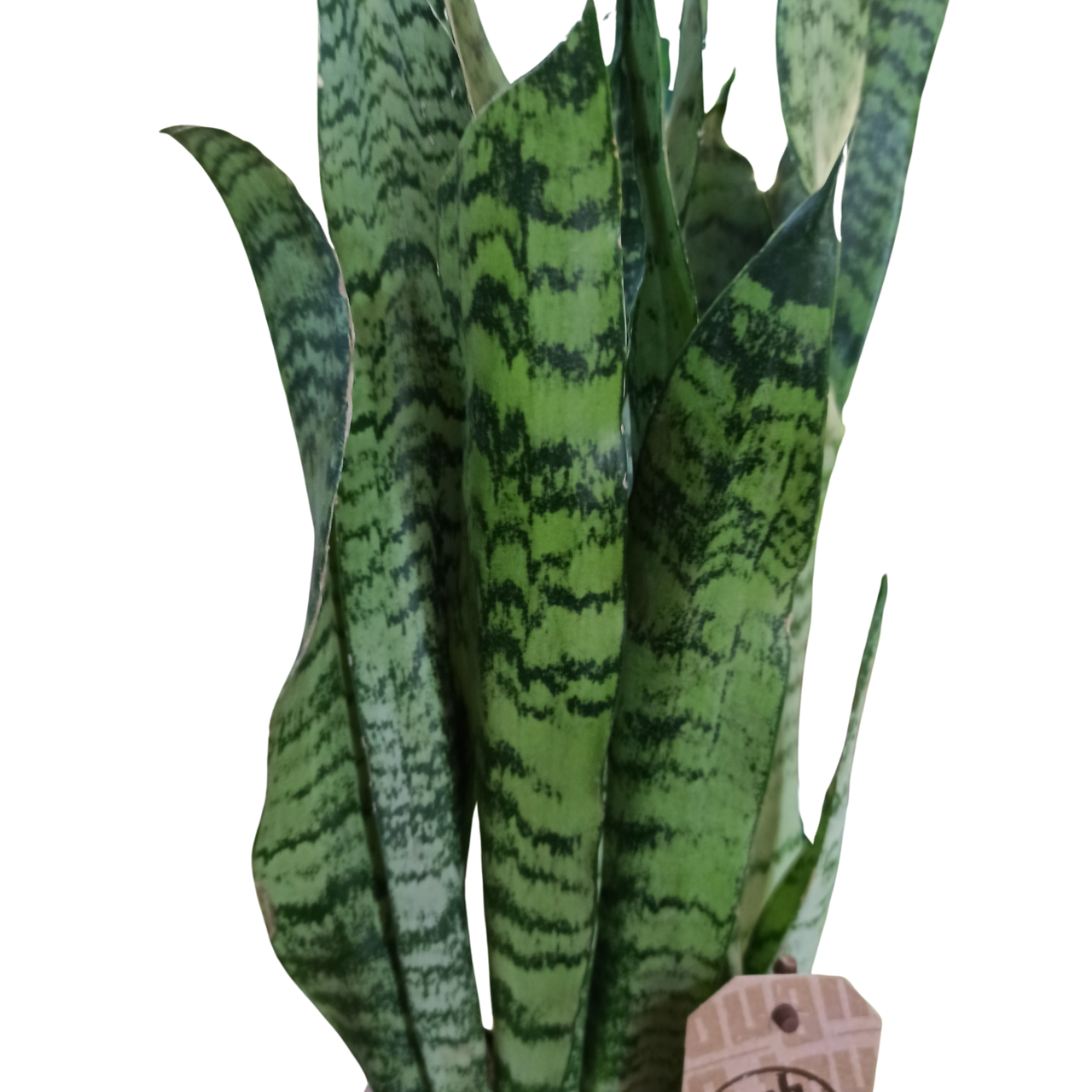 Sansevieria zeylanica C1,2