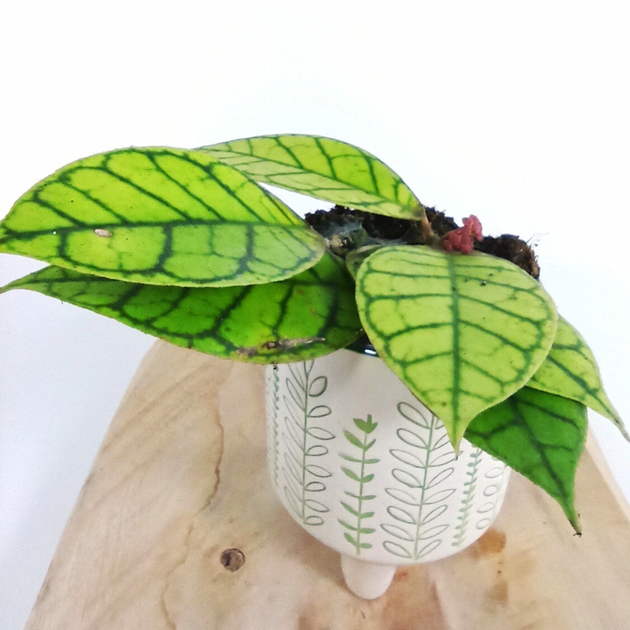 Hoya callistophylla C0,9