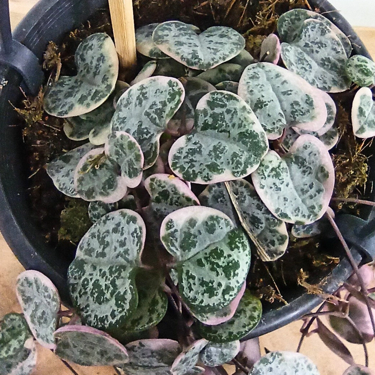Ceropegia woodii variegata C1,0