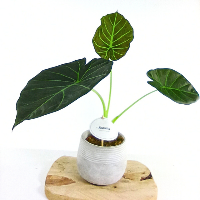 Alokazja Regal Shields Alocasia C1,2