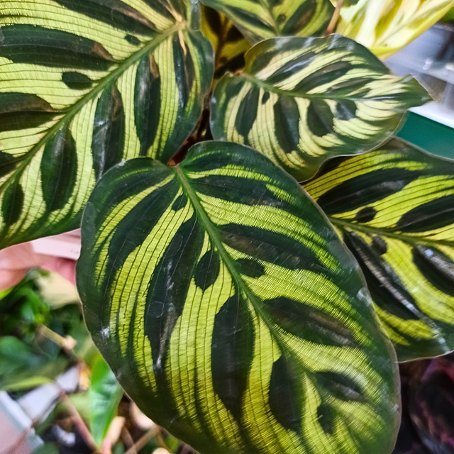 Kalatea Makoyana Calathea C1,2