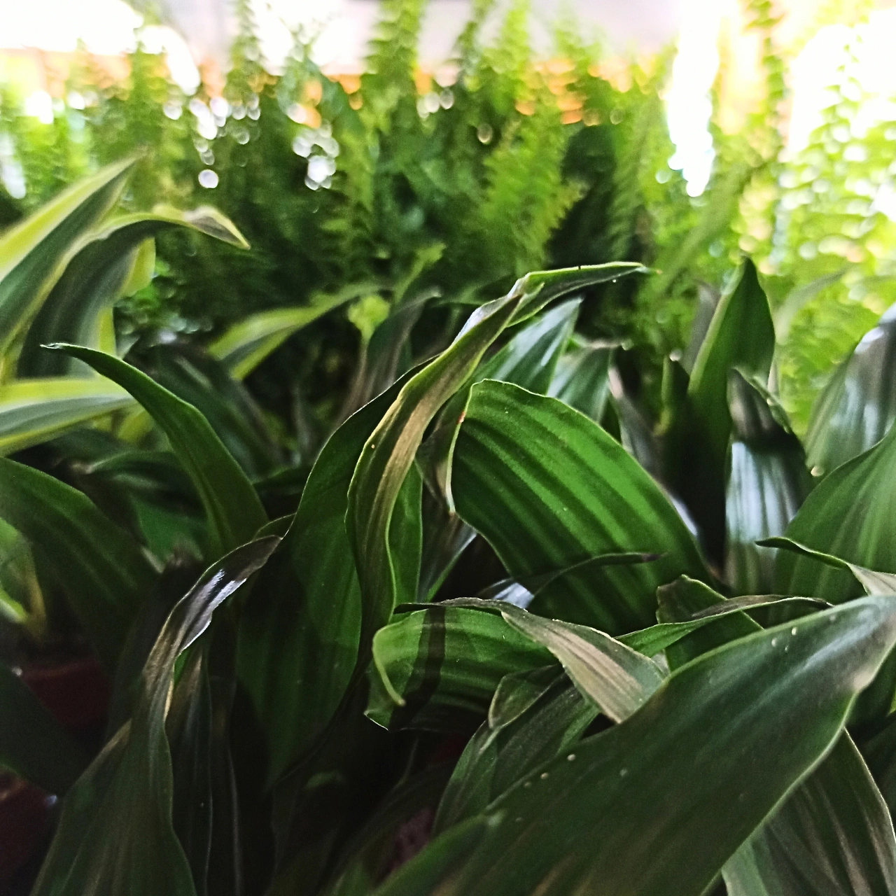 Dracaena Compacta Dracaena fragrans C1,2