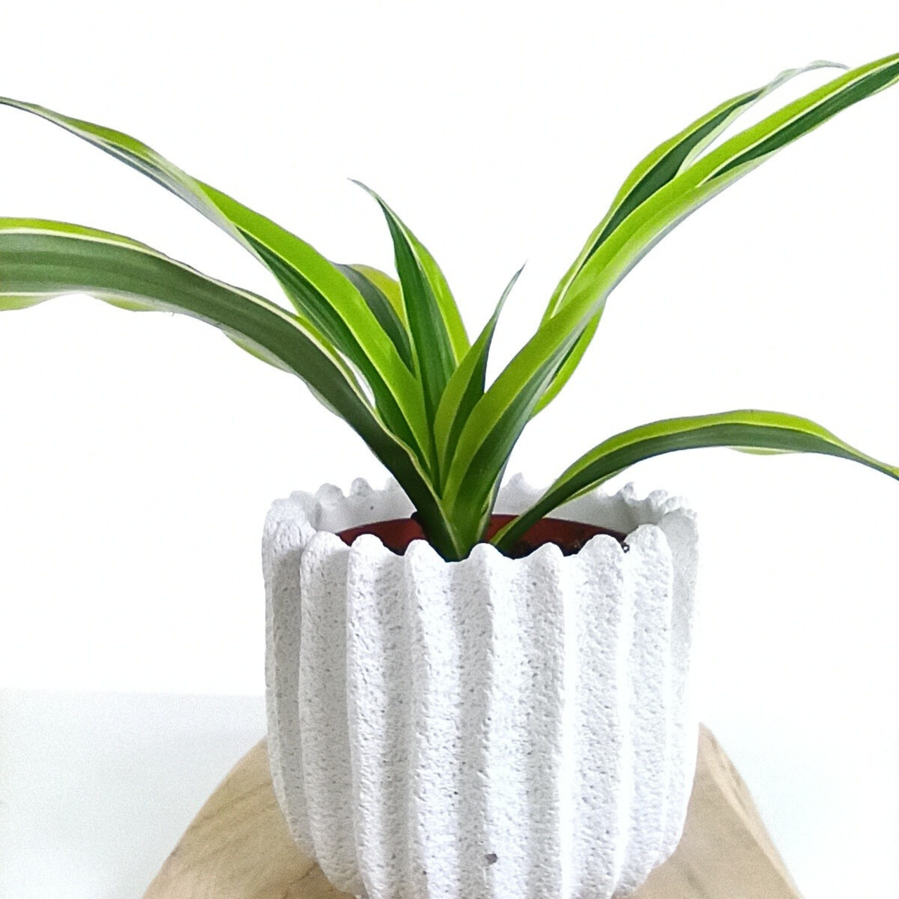 Dracena Lemon Lime C1,2