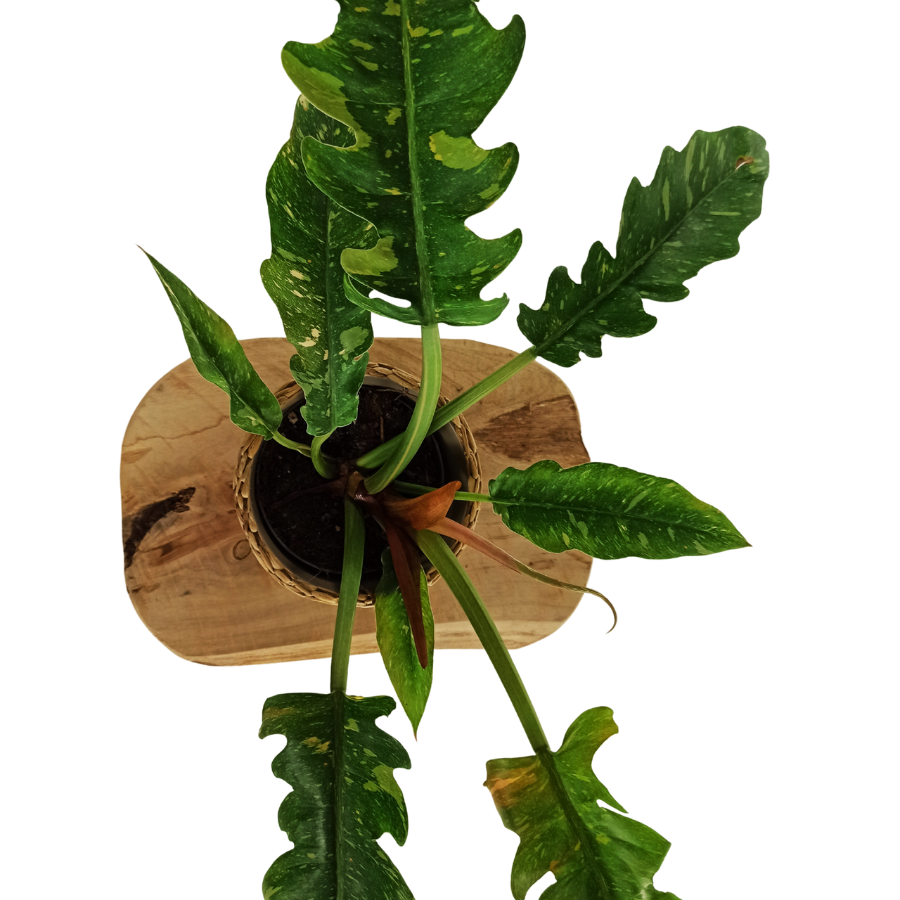 Philodendron Ring of Fire C1,2