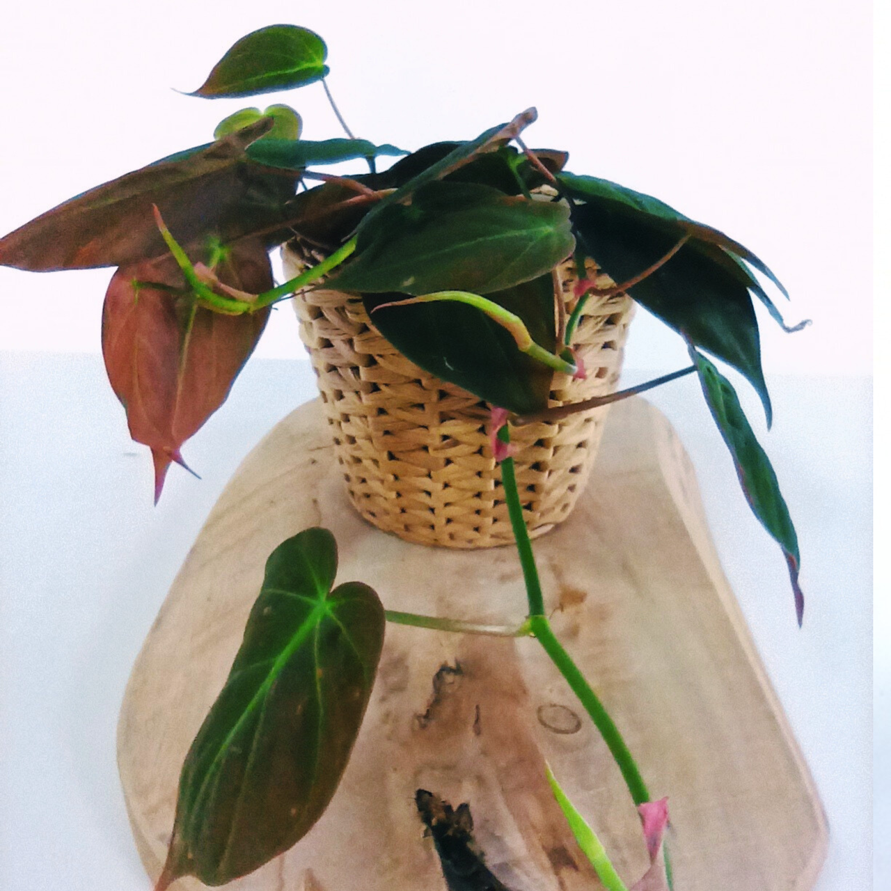 Philodendron Scandens Micans C1,2