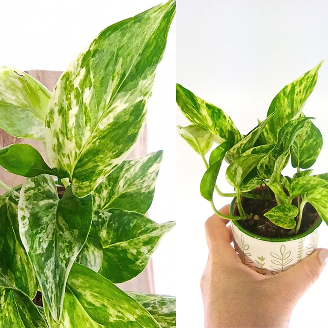 Epipremnum Marble Queen C0,9