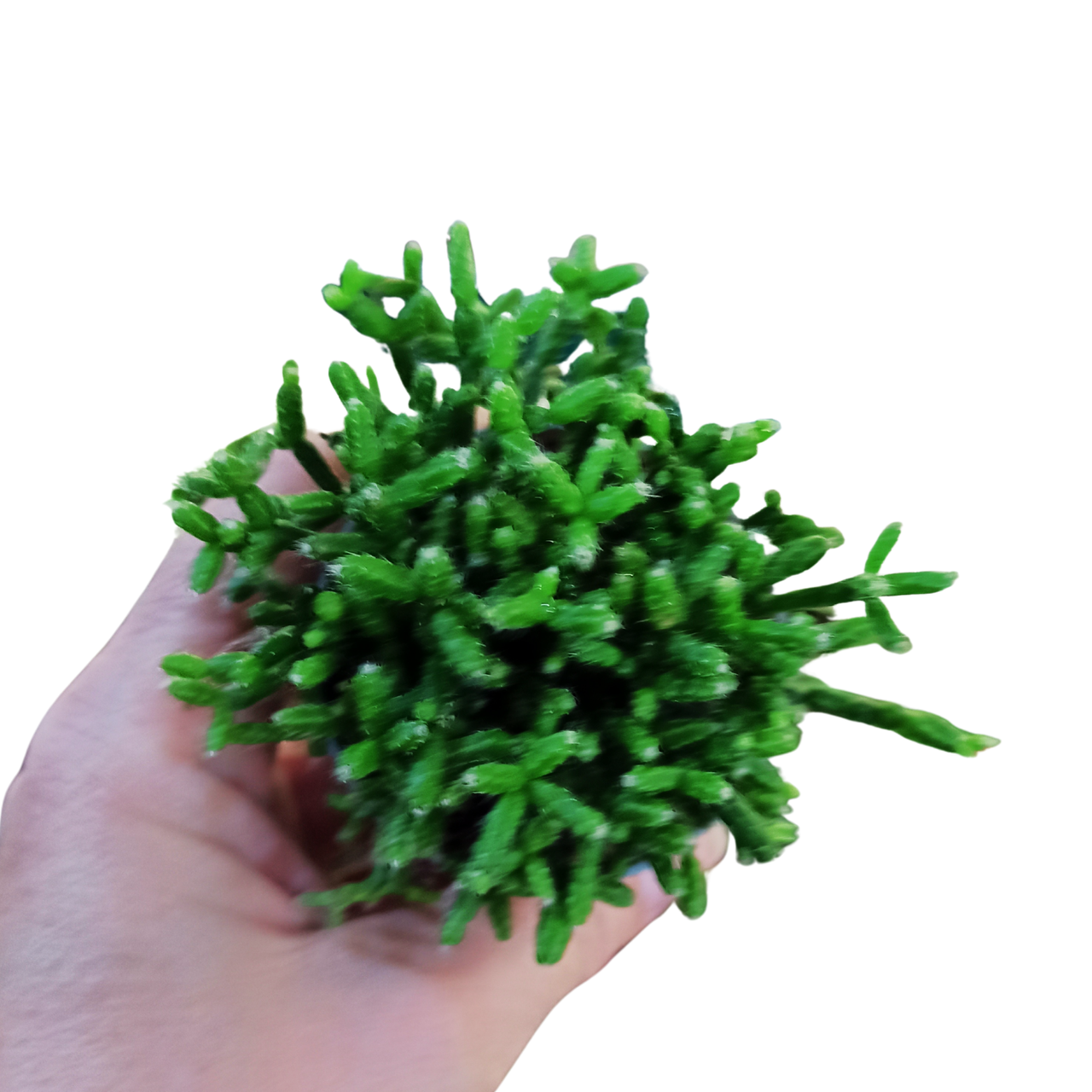 Patyczak Rhipsalis cereuscula C0,6