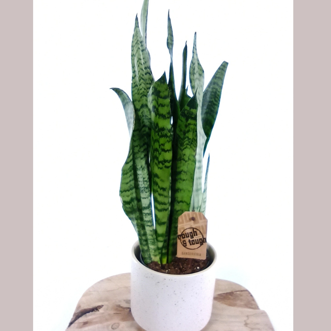 Sansevieria zeylanica C1,2