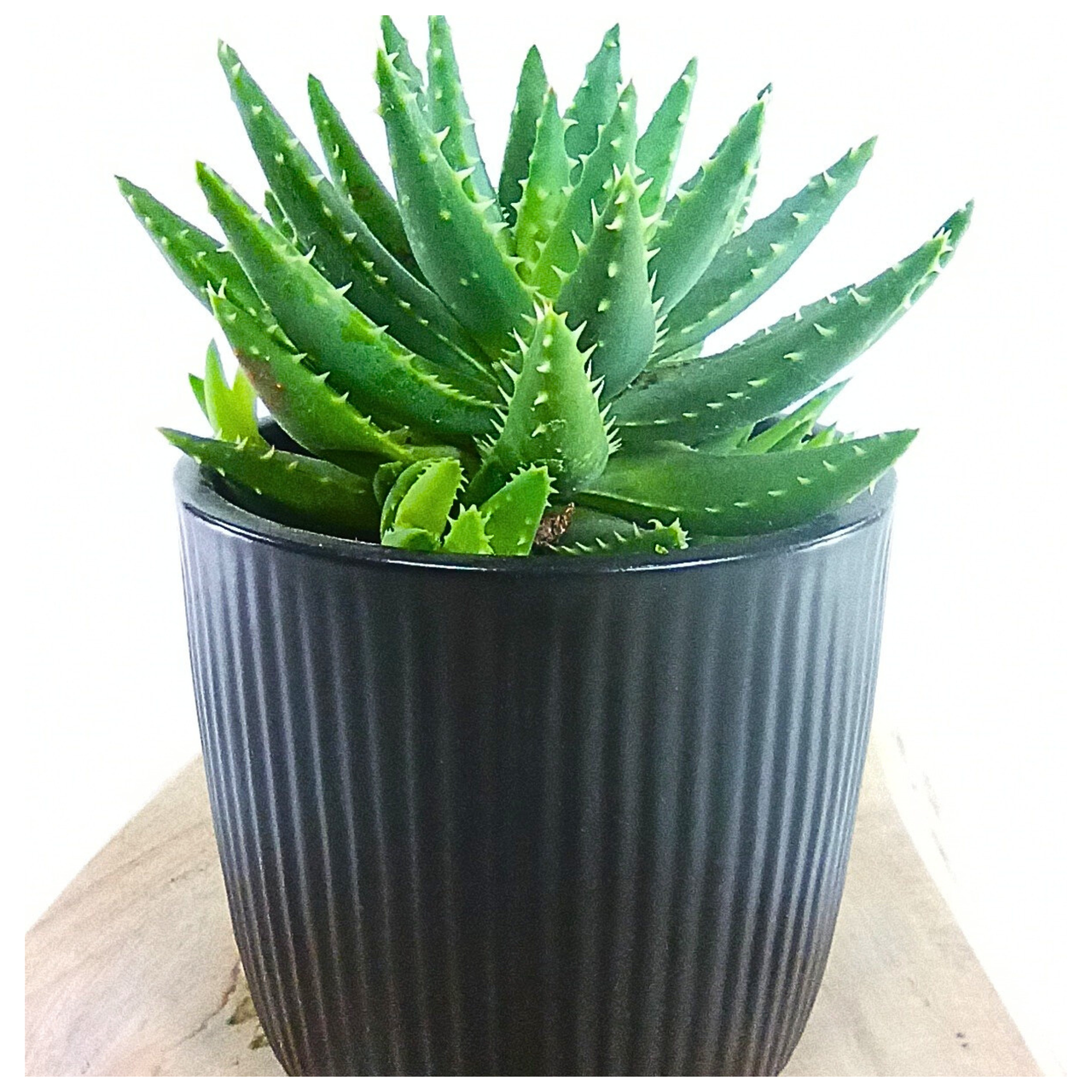 Short-leaved Aloe (Aloe brevifolia) C1,2
