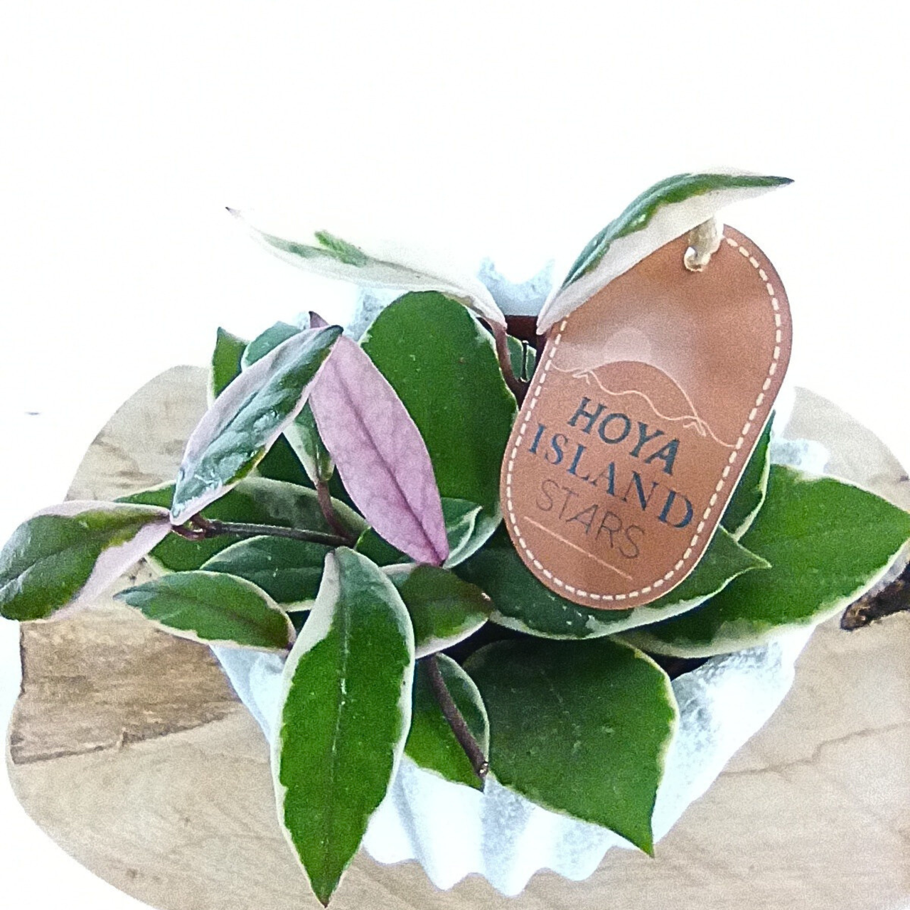 Hoya Flamingo Dream C1,2